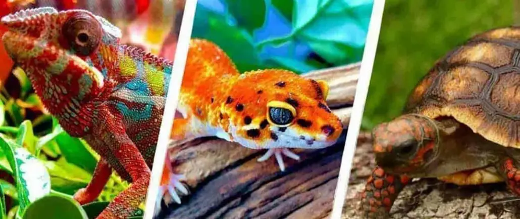 CB Reptile